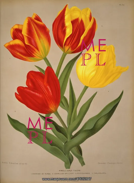 : Tulipa sp. tulip : Tulipa sp. tulip
