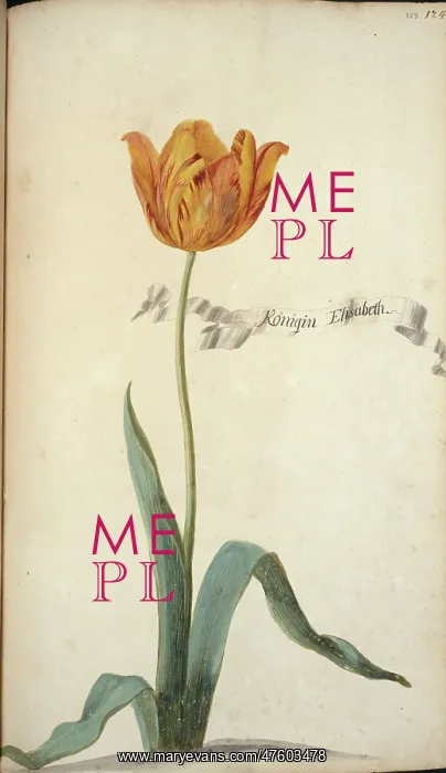 : Tulipa sp. tulip : Tulipa sp. tulip
