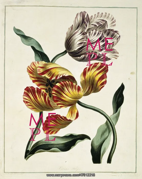 : Tulipa sp, various tulips : Tulipa sp, various tulips