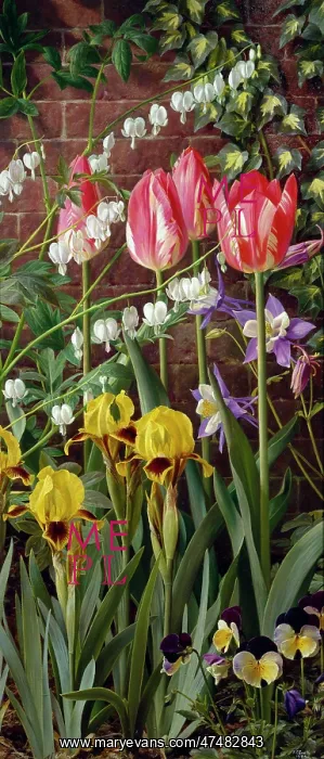 : Tulipa Zoomerschoon & Spring Flowers : Tulipa Zoomerschoon & Spring Flowers