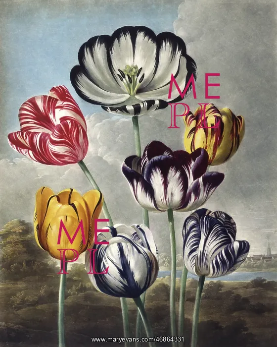 : Tulips, engraved by Eadom after Philip Reinagle : Tulips, engraved by Eadom after Philip Reinagle