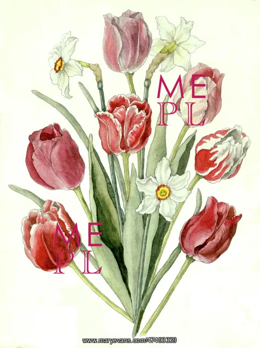  : Tulips and Narcissi