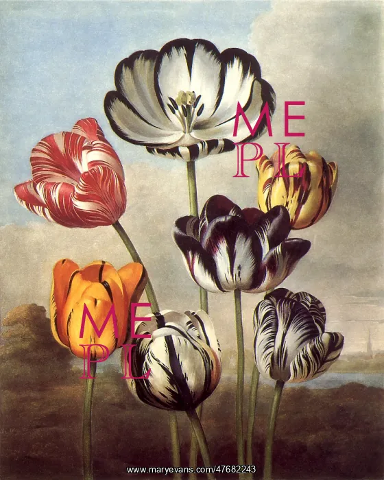  : Tulips, Tulipa spp