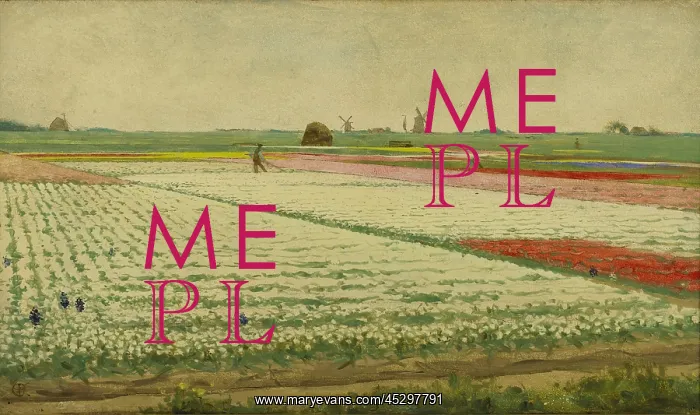 : Tulpenvelden (Tulip Field) : Tulpenvelden (Tulip Field)