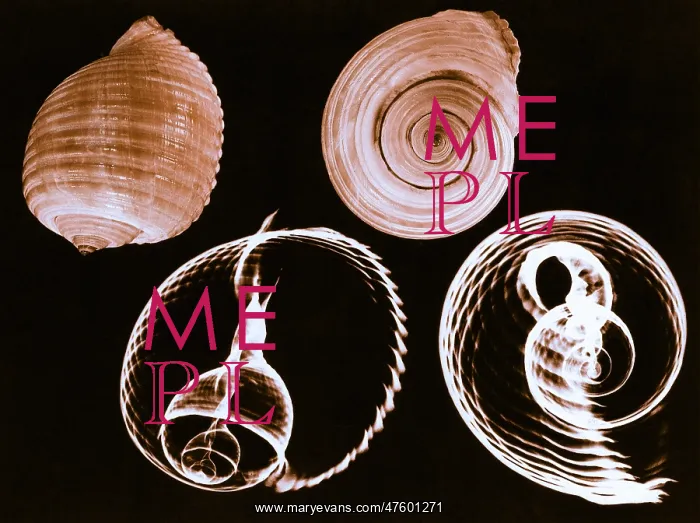 : Tun shell x-ray : Tun shell x-ray
