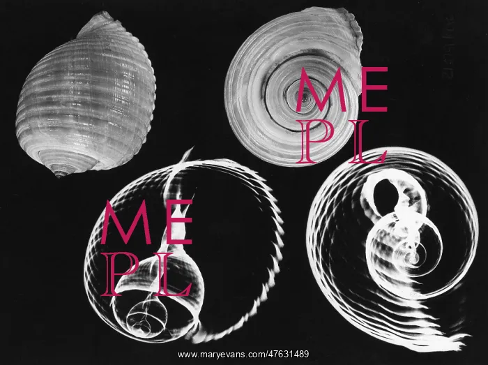 : Tun shell x-ray : Tun shell x-ray