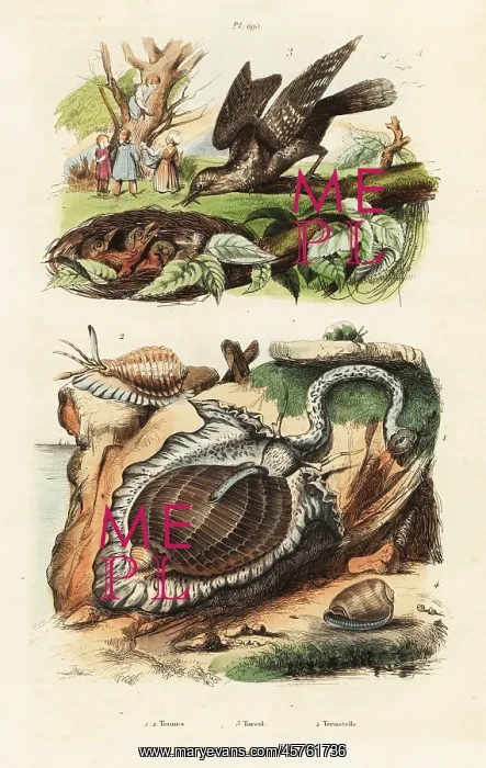 : Tun shells and Eurasian wryneck : Tun shells and Eurasian wryneck