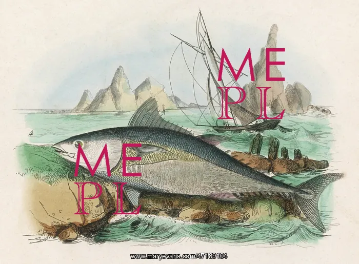  : TUNA FISH / FRIES / 1838
