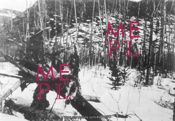: TUNGUSKA TREES : TUNGUSKA TREES