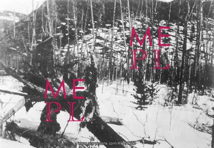 : TUNGUSKA TREES : TUNGUSKA TREES