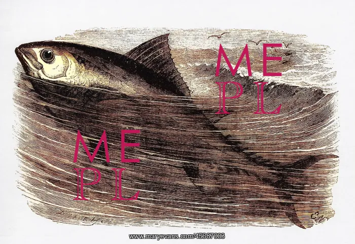  : A tunny or tuna fish