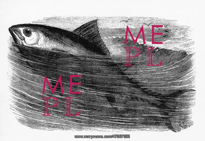  : A tunny or tuna fish