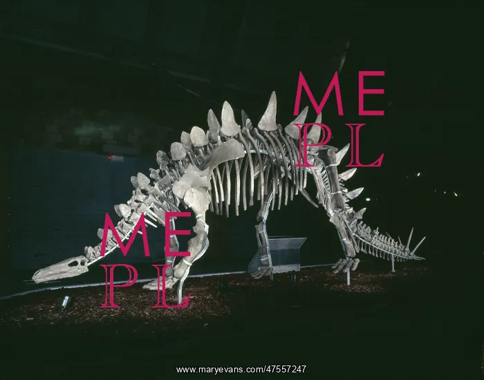 : Tuojiangosaurus : Tuojiangosaurus