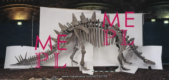 : Tuojiangosaurus : Tuojiangosaurus