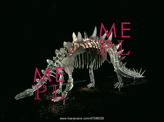 : Tuojiangosaurus; Chinese dinosaur skeleton : Tuojiangosaurus; Chinese dinosaur skeleton