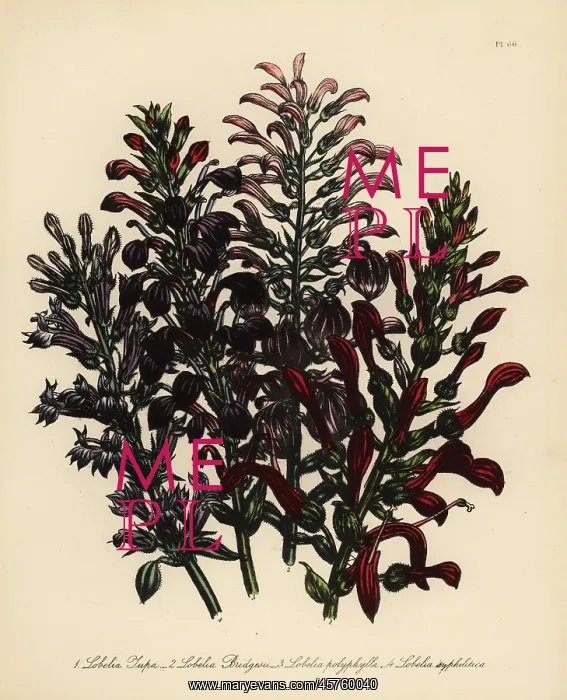 : Tupa or Lobelia species : Tupa or Lobelia species