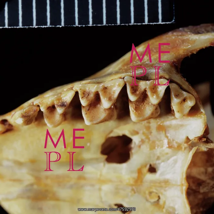 : Tupaia glis, common tree shrew teeth : Tupaia glis, common tree shrew teeth