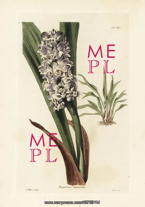  : Tupistra squalida