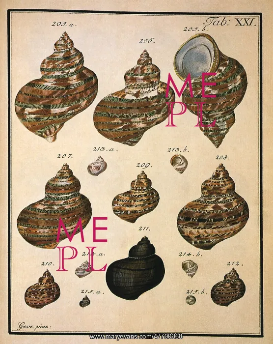 : Turban Shells : Turban Shells