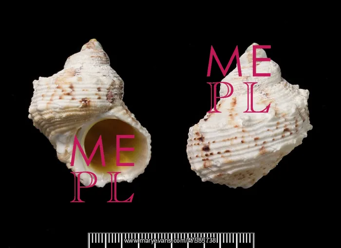 : Turbo argyrostoma, turban shell : Turbo argyrostoma, turban shell