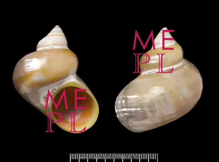 : Turbo argyrostoma, turban shell : Turbo argyrostoma, turban shell