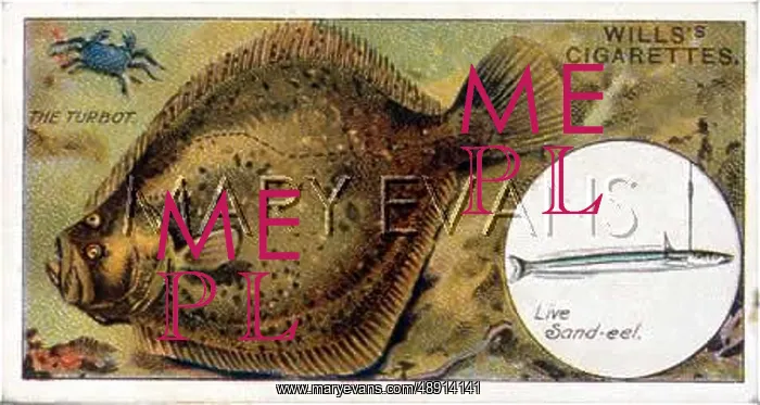 : TURBOT WITH BAIT / WILLS : TURBOT WITH BAIT / WILLS