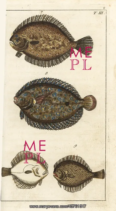 : Turbot, peacock flounder, and kite : Turbot, peacock flounder, and kite