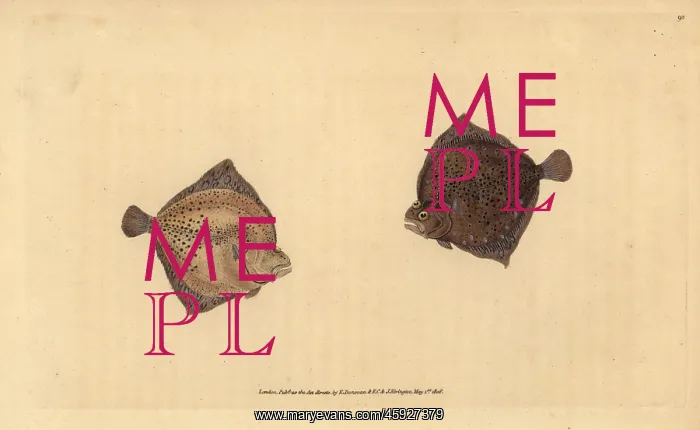 : Turbot, Scophthalmus maximus : Turbot, Scophthalmus maximus