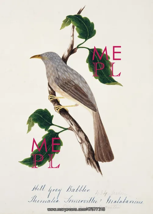 : Turdoides striatus malabaricus, jungle babbler : Turdoides striatus malabaricus, jungle babbler