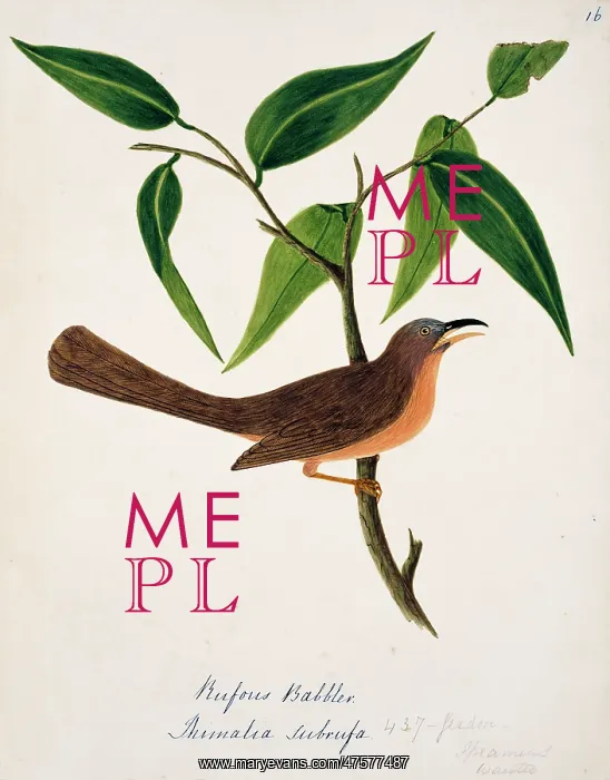 : Turdoides subrufus, rufous babbler : Turdoides subrufus, rufous babbler