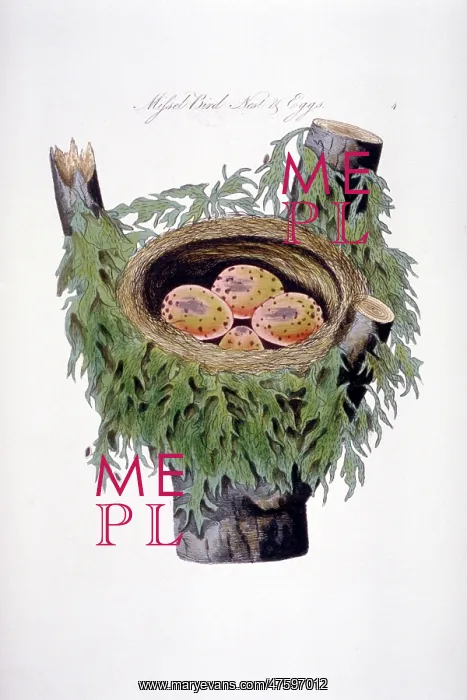 : Turdrus viscivorus, mistle thrush nest and eggs : Turdrus viscivorus, mistle thrush nest and eggs