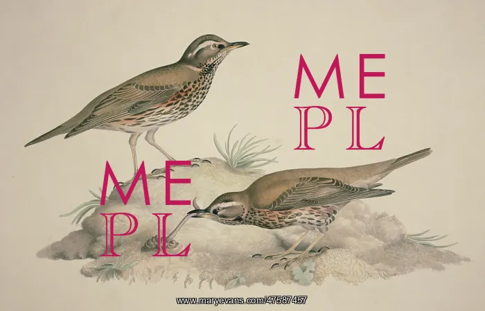 : Turdus iliacus, redwing : Turdus iliacus, redwing