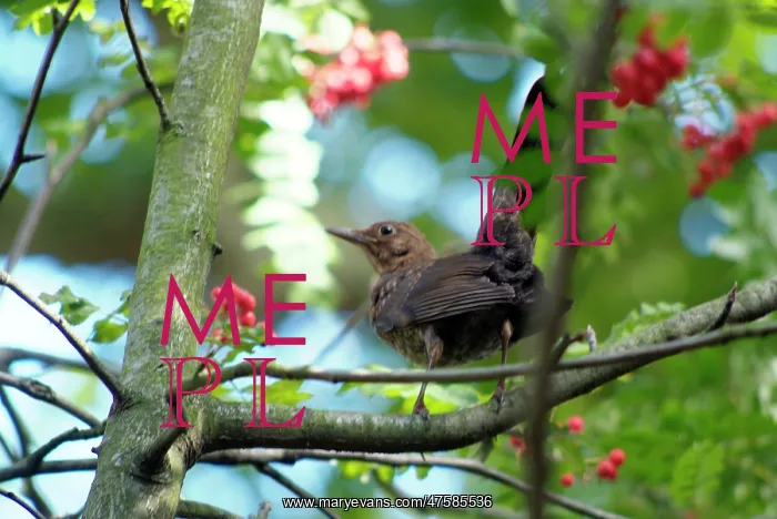 : Turdus merula, common blackbird : Turdus merula, common blackbird