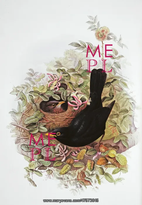 : Turdus merula, Eurasian blackbird : Turdus merula, Eurasian blackbird
