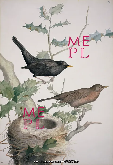 : Turdus merula, Eurasian blackbird : Turdus merula, Eurasian blackbird