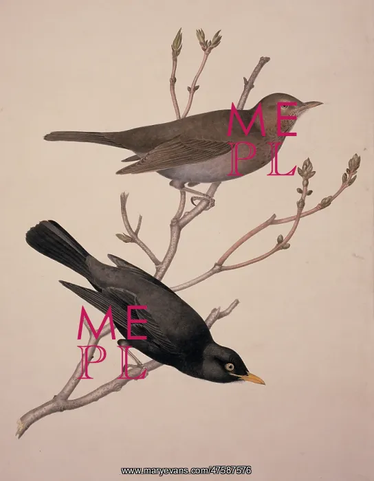 : Turdus merula, Eurasian blackbird : Turdus merula, Eurasian blackbird