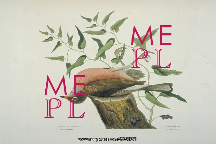 : Turdus migratorius, American robin : Turdus migratorius, American robin