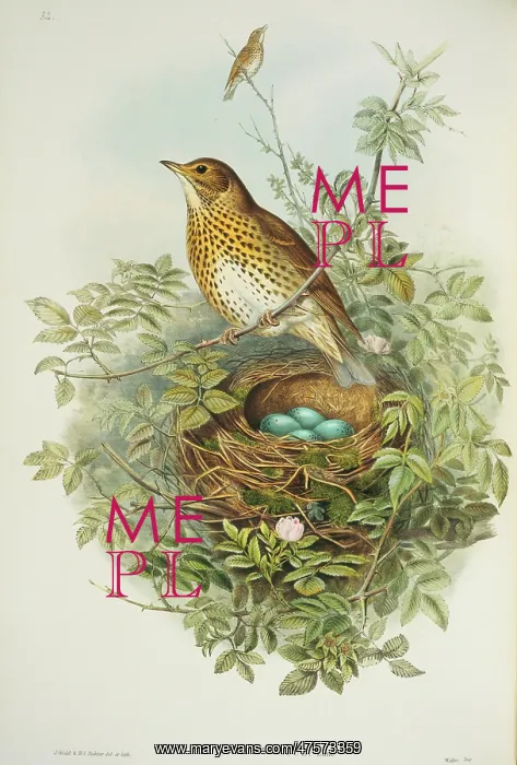 : Turdus philomelos, song thrush : Turdus philomelos, song thrush