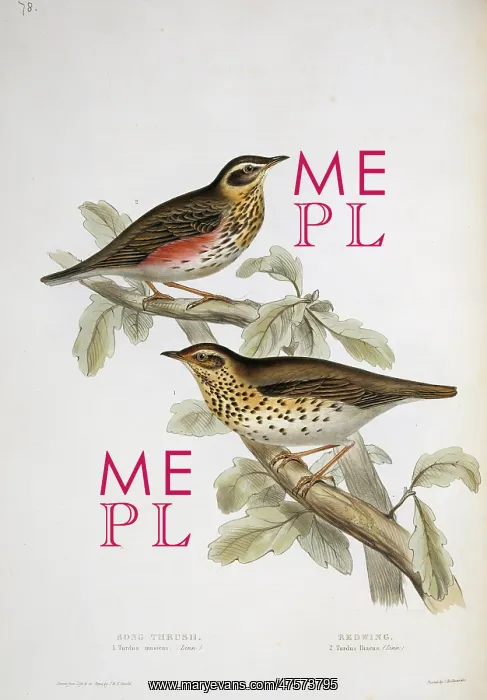 : Turdus philomelos, song thrush, Turdus iliacus, redwing : Turdus philomelos, song thrush, Turdus iliacus, redwing