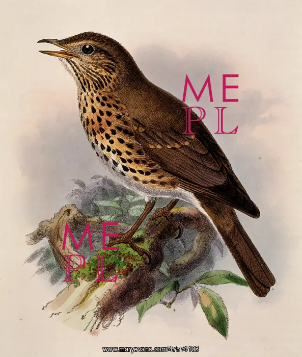 : Turdus philomelos, song thrush : Turdus philomelos, song thrush