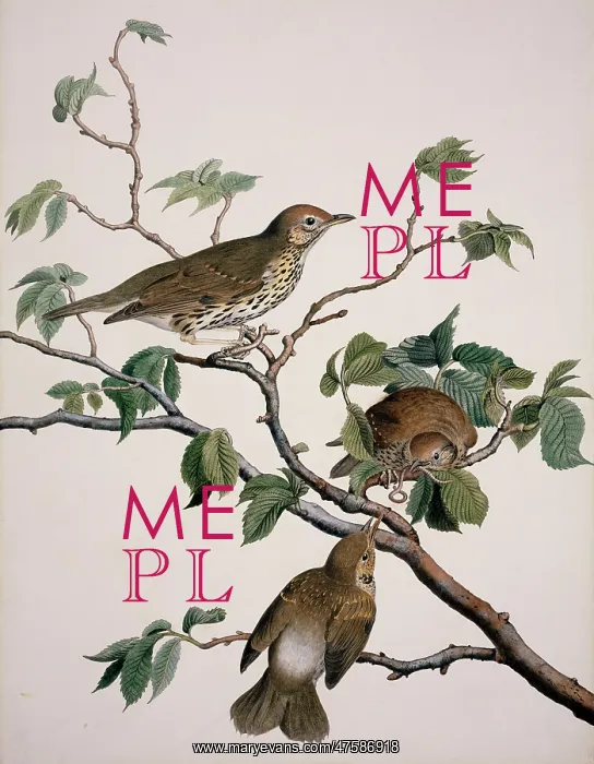 : Turdus philomelos, song thrush : Turdus philomelos, song thrush