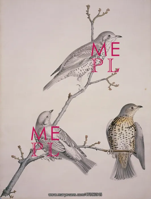 : Turdus philomelos, song thrush : Turdus philomelos, song thrush