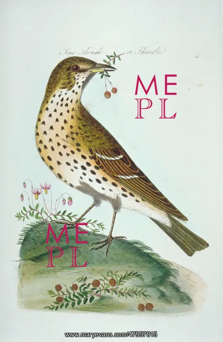 : Turdus philomelos, song thrush : Turdus philomelos, song thrush