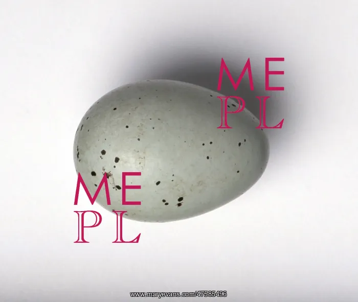 : Turdus philomelos, song thrush egg : Turdus philomelos, song thrush egg