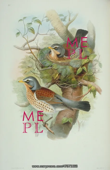 : Turdus pilaris, fieldfare : Turdus pilaris, fieldfare