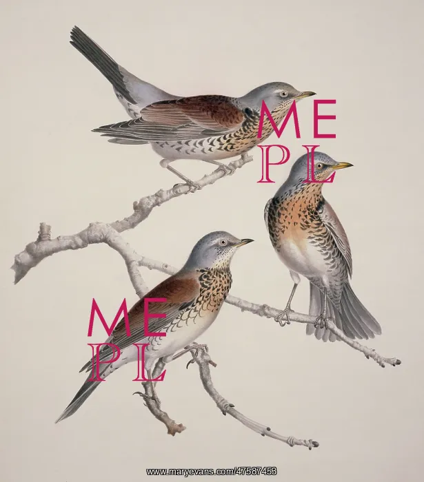 : Turdus pilaris, fieldfare : Turdus pilaris, fieldfare