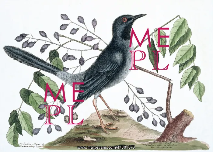 : Turdus plumbeus, red-legged thrush : Turdus plumbeus, red-legged thrush