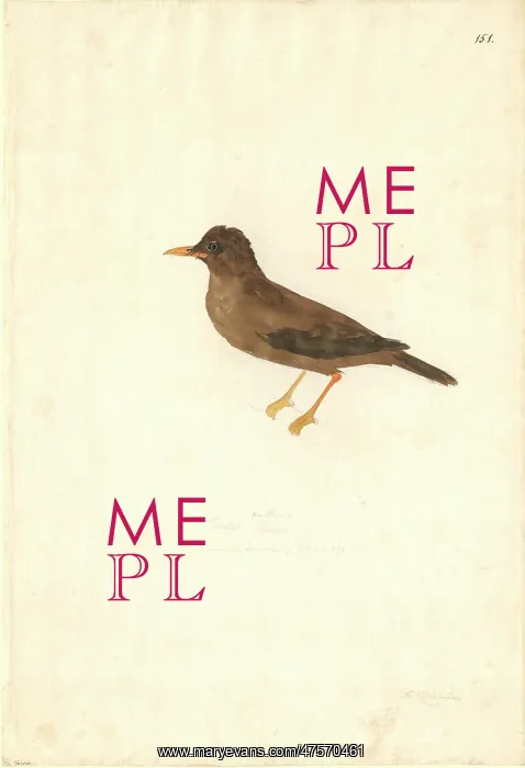 : Turdus poliocephalus, island thrush : Turdus poliocephalus, island thrush