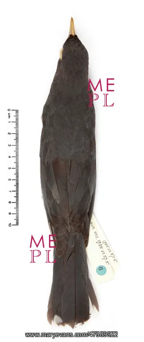 : Turdus ravidus, Grand Cayman thrush : Turdus ravidus, Grand Cayman thrush
