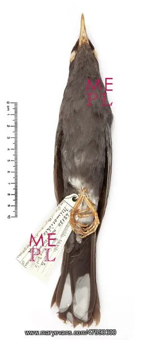 : Turdus ravidus, Grand Cayman thrush : Turdus ravidus, Grand Cayman thrush